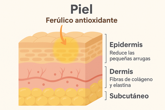 El Ácido Ferúlico en Cosmética: Propiedades, Historia y Beneficios para la Piel